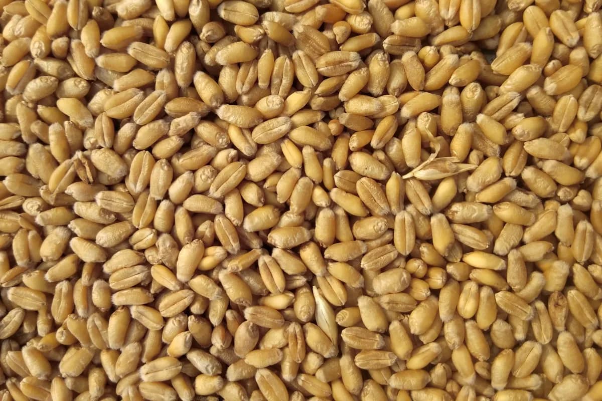 Industrial motor for flour mill and grain processing equipment